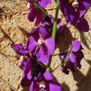 Verbascum phoeniceum 'Violetta'-0