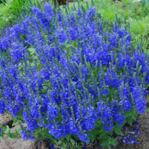 Veronica austriaca 'Knallblau'-0