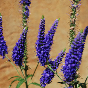 Veronica longifolia 'Blauriesin'-0