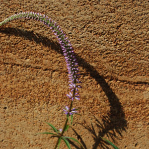 Veronicastrum virginicum 'Fascination'-0