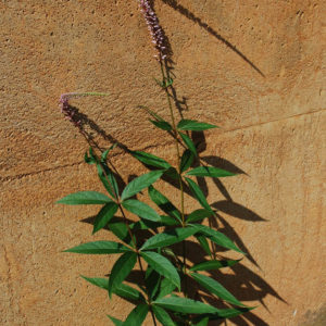 Veronicastrum virginicum 'Pink Glow'-0
