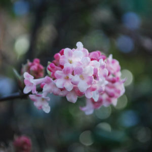 Viburnum bodnantense 'Charles Lamont'-0