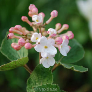 Viburnum carlesii 'Aurora'-0