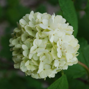 Viburnum opulus 'Roseum'-0