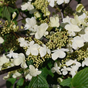 Viburnum plicatum 'Kilimandjaro' -0
