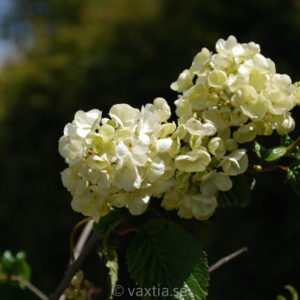 Viburnum plicatum 'Popcorn'-0