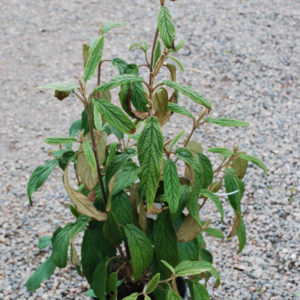 Viburnum rhytidophyllum -0