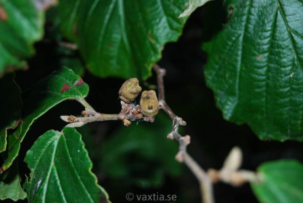 Viburnum rhytidophyllum -115