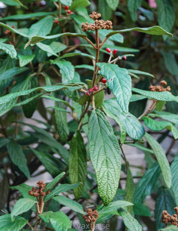 Viburnum rhytidophyllum -116