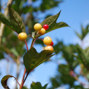 Viburnum trilobum 'Redwing'-0