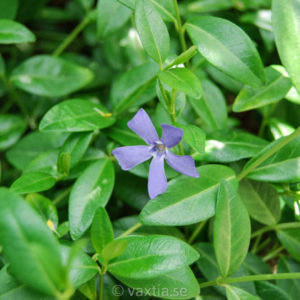 Vinca minor-0