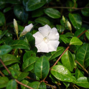 Vinca minor 'Elise'-0