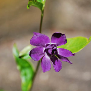 Vinca minor 'Multiplex'-0