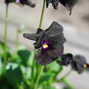 Viola williamsii 'Molly Sanderson'-0