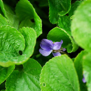Viola odorata 'Königin Charlotte'-0