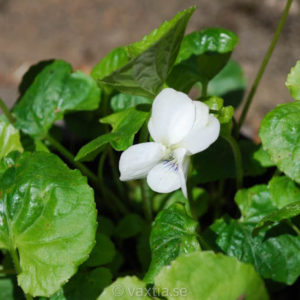 Viola sororia 'Albiflora'-0