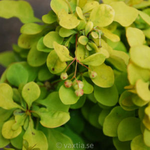 Berberis thunbergii 'Bonanza Gold'-0