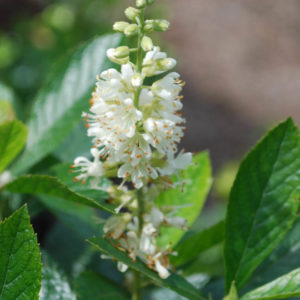 Clethra alnifolia-0