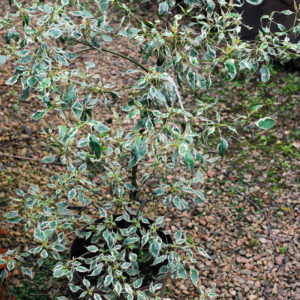 Cornus alternifolia 'Argentea'-0