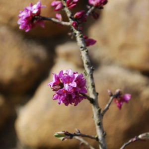 Daphne mezereum 'Rubra'-0
