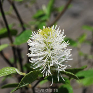 Fothergilla major 'Blue Shadow'-0