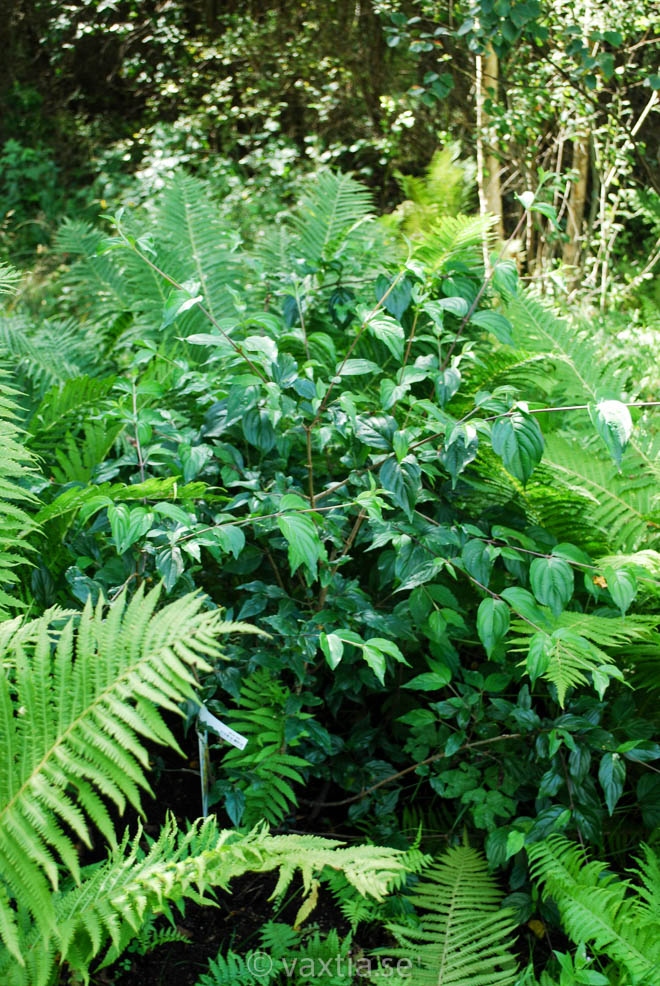 Cornus officinalis-631