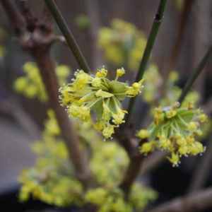Cornus officinalis-0