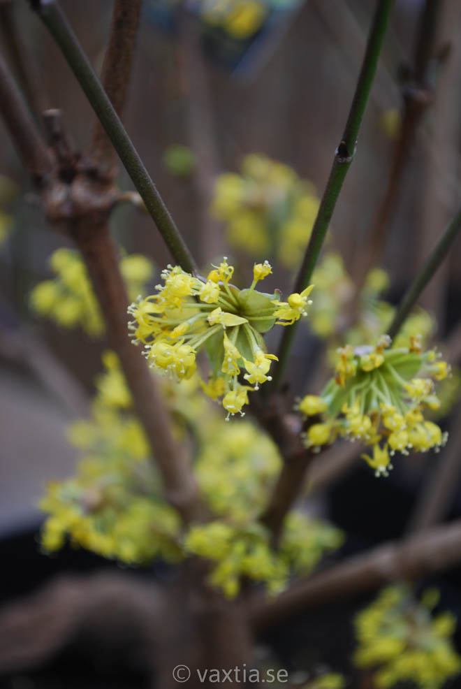 Cornus officinalis-0