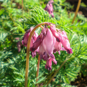 Dicentra 'Love Hearts'-0
