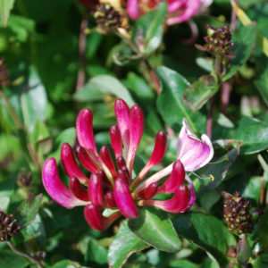 Lonicera periclymenum 'Chic & Choc'-0