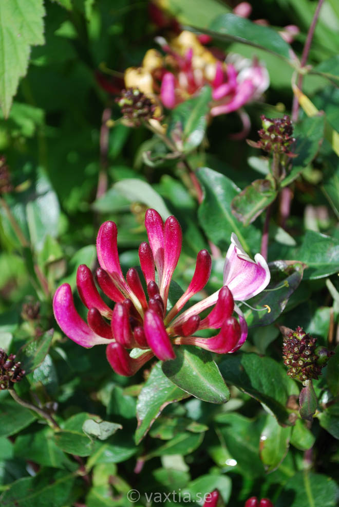 Lonicera periclymenum 'Chic & Choc'-0