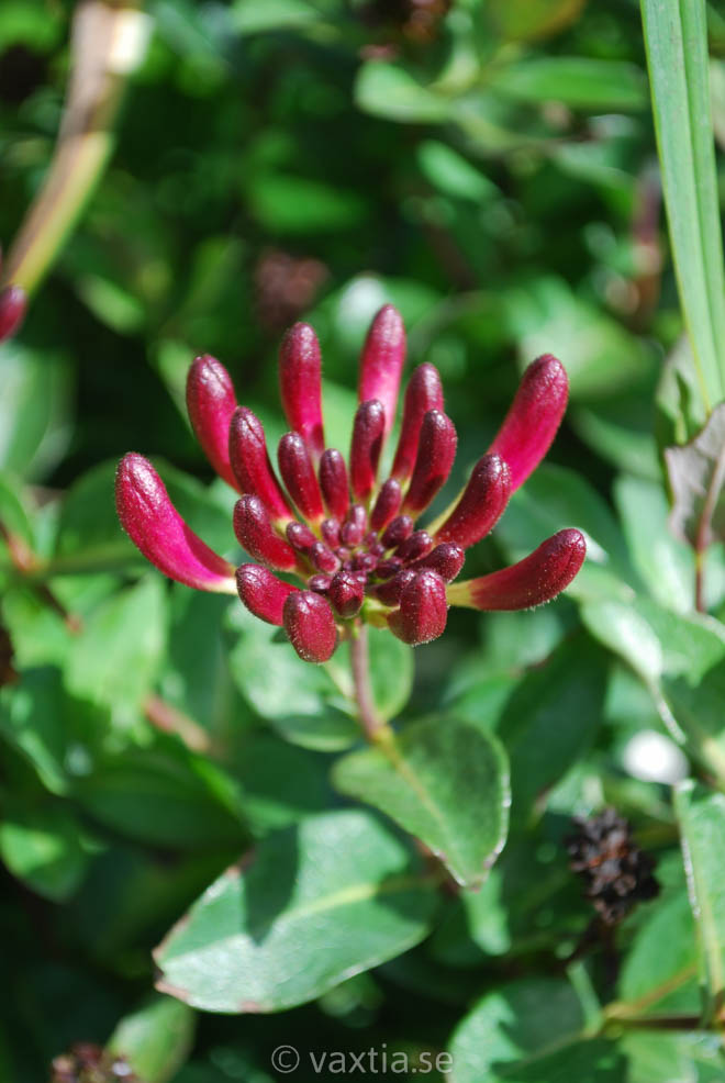 Lonicera periclymenum 'Chic & Choc'-1900