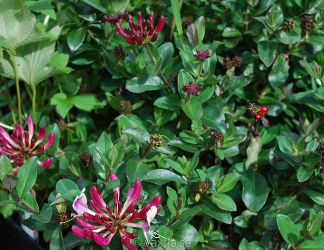 Lonicera periclymenum 'Chic & Choc'-1901