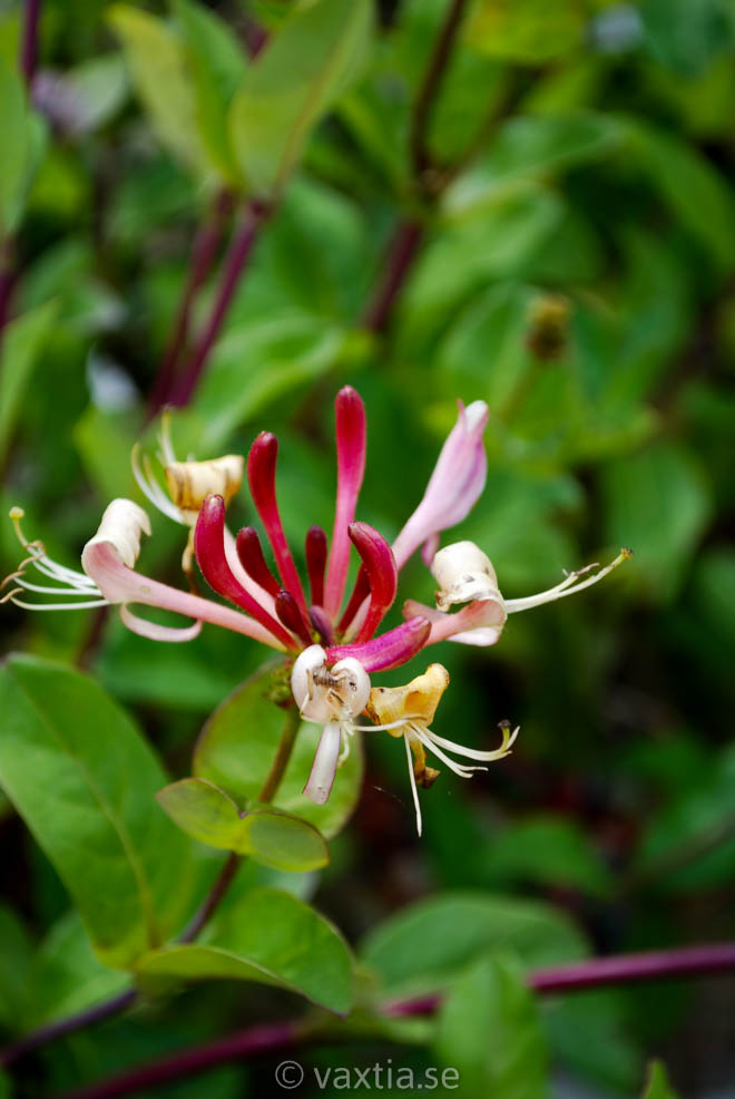 Lonicera periclymenum 'Chic & Choc'-628