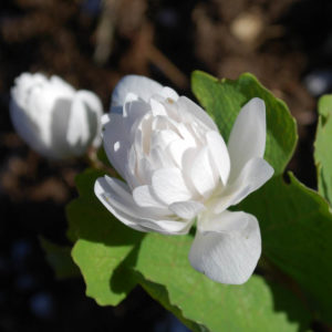 Sanguinaria canadensis-0