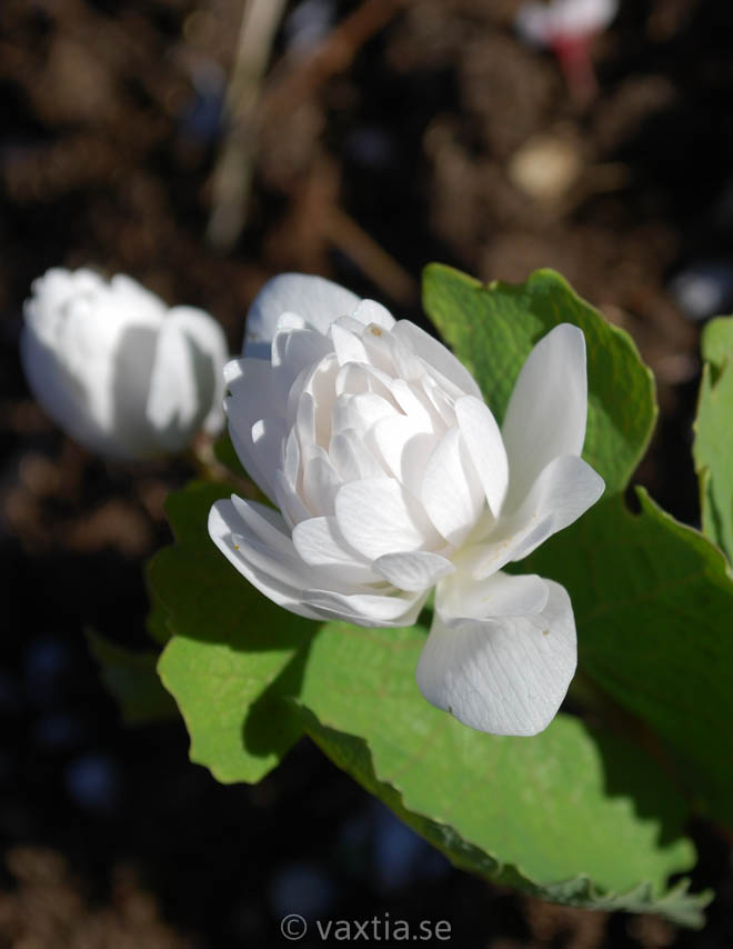 Sanguinaria canadensis-0