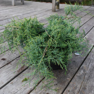 Juniperus virginiana 'Grey Owl'-0