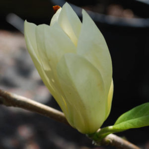 Magnolia 'Jade Lamp'-0