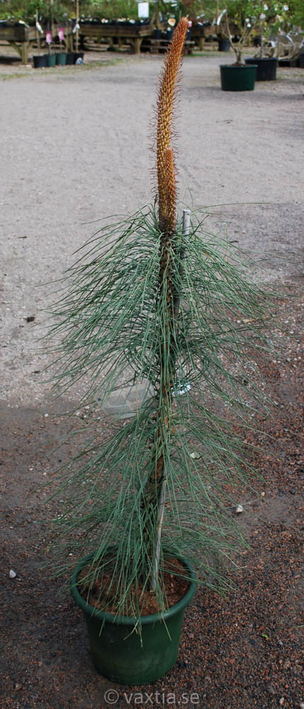 Pinus ponderosa 'Pendula'-0