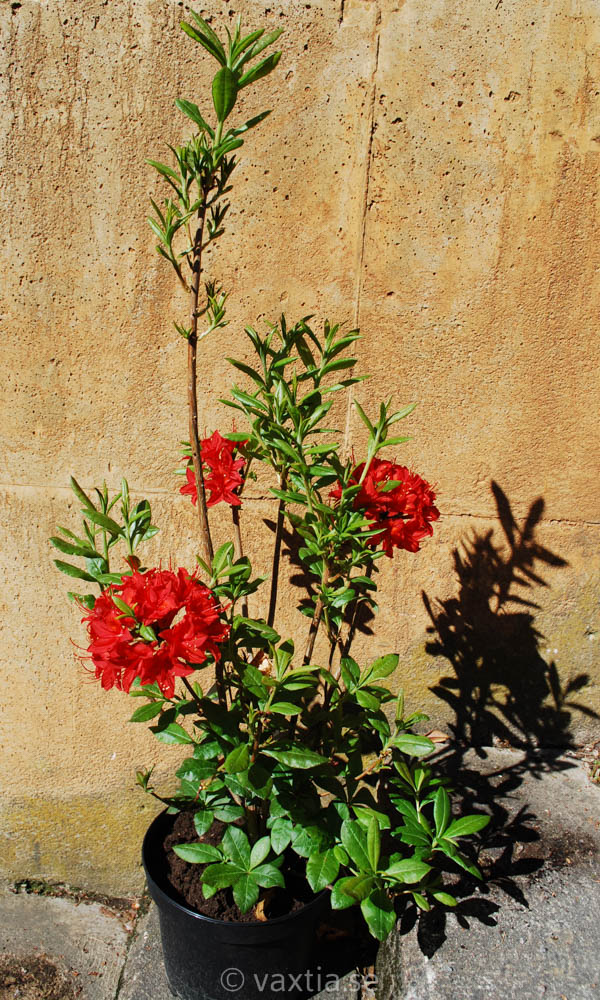 Rhododendron Knap Hill 'Satan'-1234