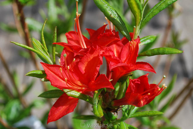 Rhododendron Knap Hill 'Satan'-1233