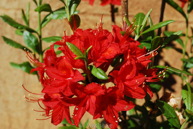 Rhododendron Knap Hill 'Satan'-0