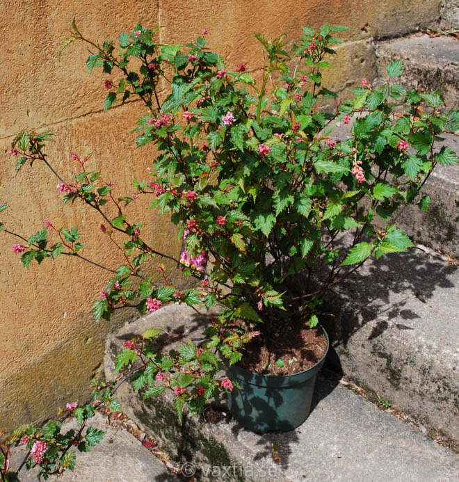 Neillia affinis-1767