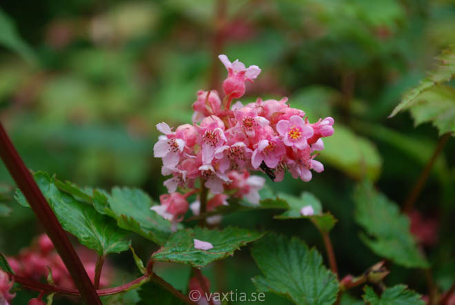 Neillia affinis-1769