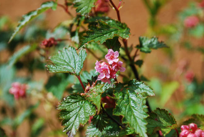 Neillia affinis-1771