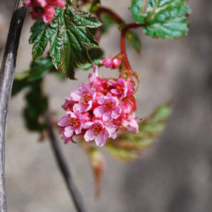 Neillia affinis-0
