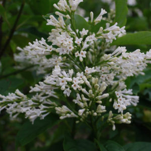 Syringa josikaea 'Holger'-0
