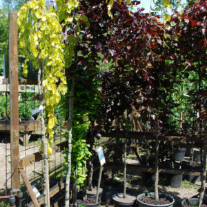 Fagus sylvatica 'Aurea Pendula'-0