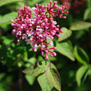 Syringa komarowii ssp reflexa-0