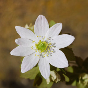 Anemonella thalictroides-0